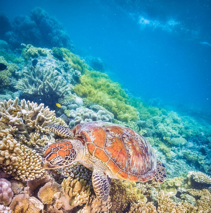 A green turtle swimming over a coral reef