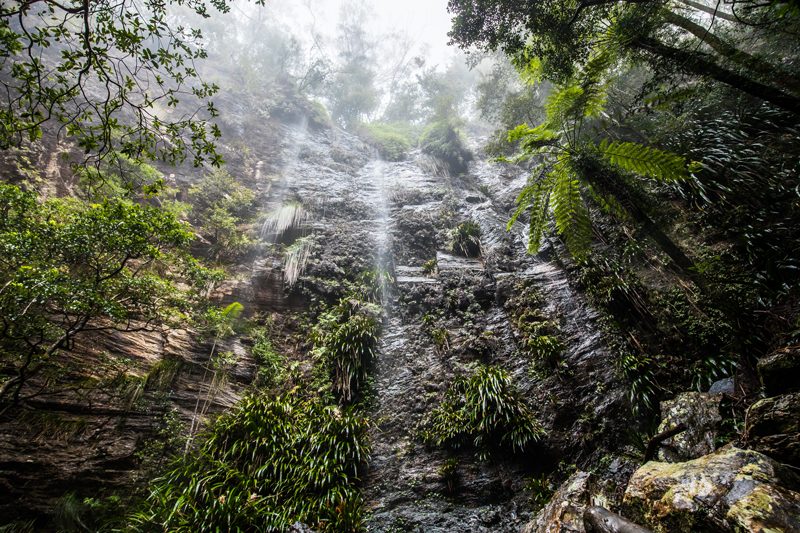 A waterfall in rainforest at Springbrook