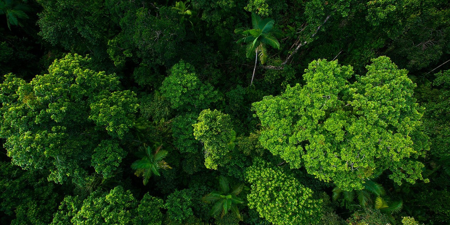 Aerial view of rainforest canopy