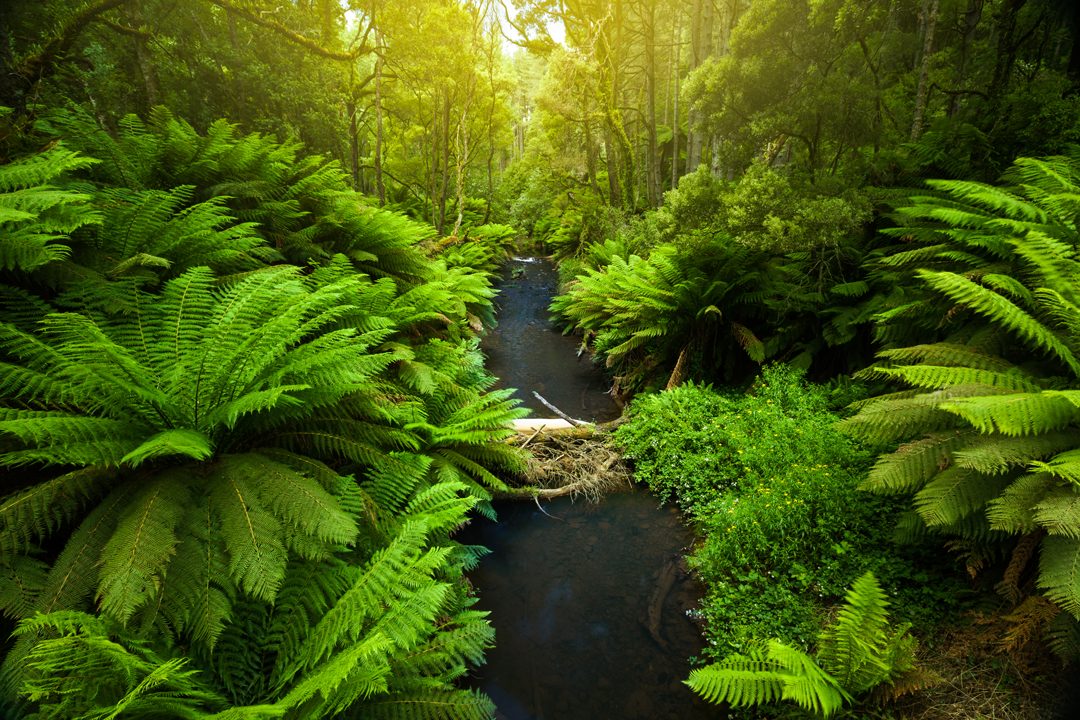 Tree ferns along a rainforest creek