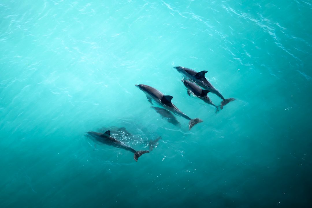 Three dolphins swimming in clear blue water